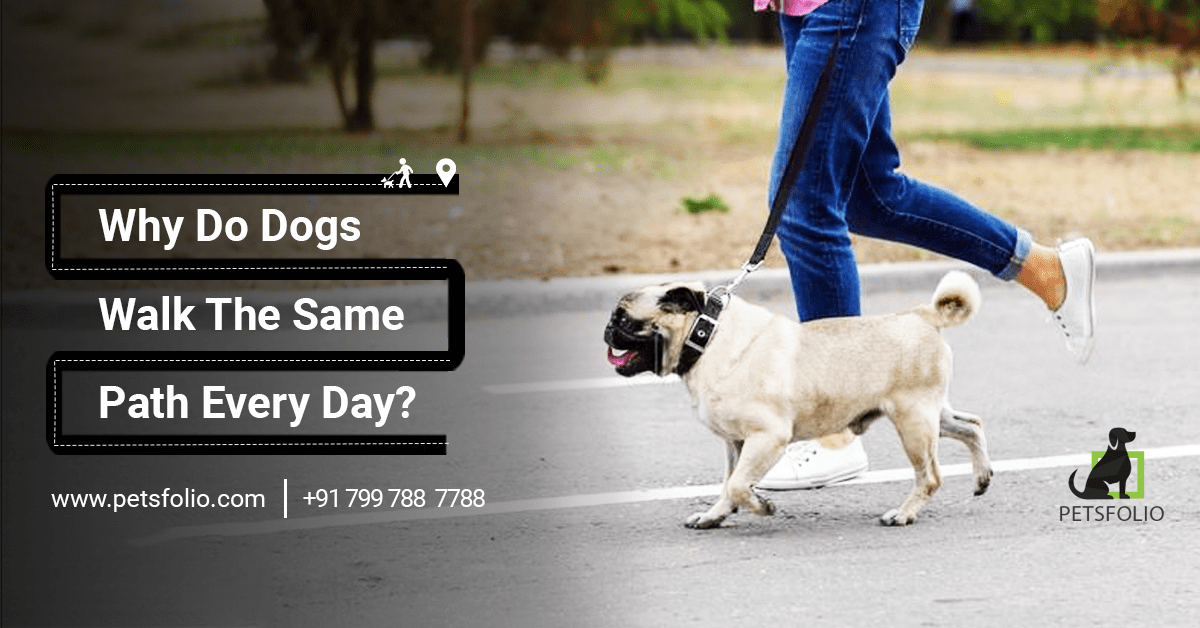 Why Do Dogs Walk The Same Path Every Day? Petsfolio