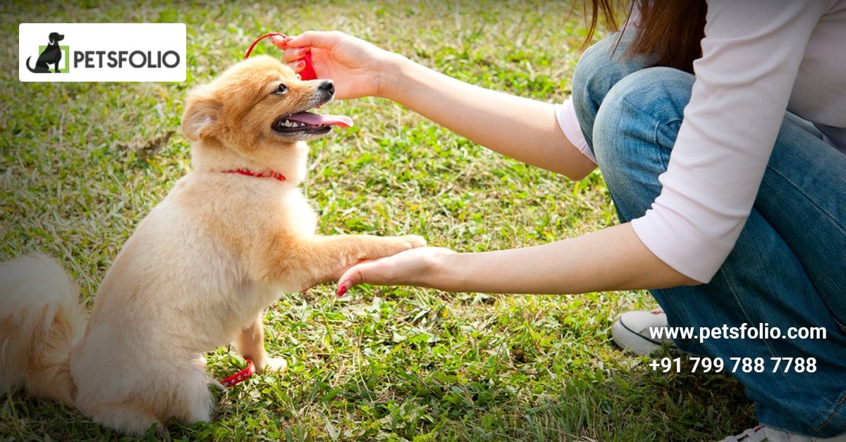 Dog Training in Bangalore Petsfolio