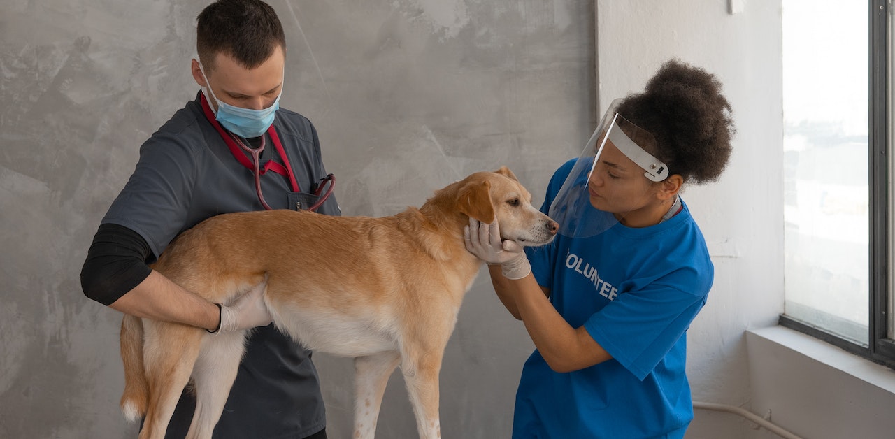 10Step DIY Dog Health Checkup Petsfolio