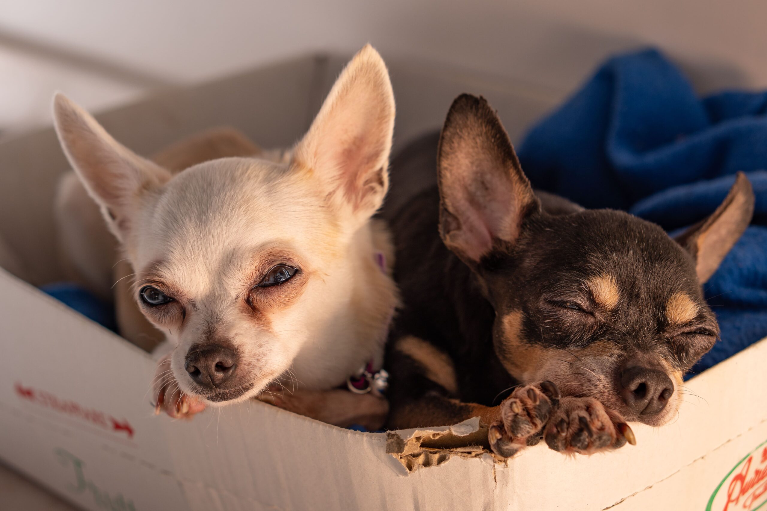 Chihuahuas