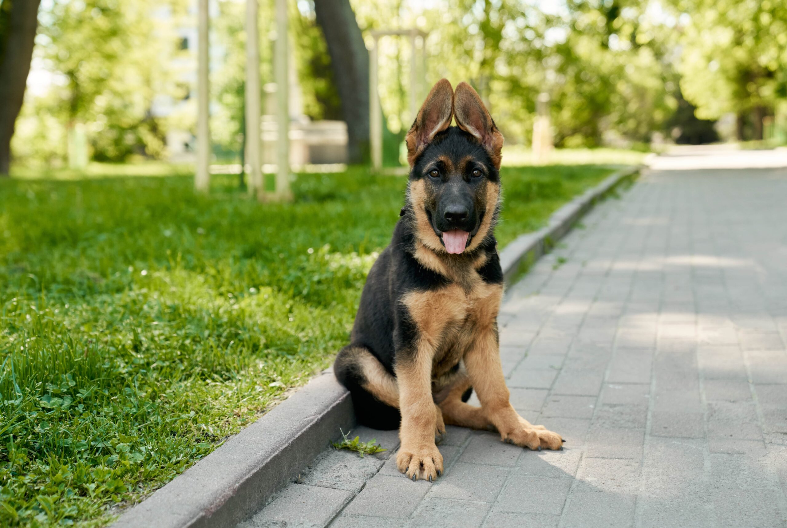 German shepard