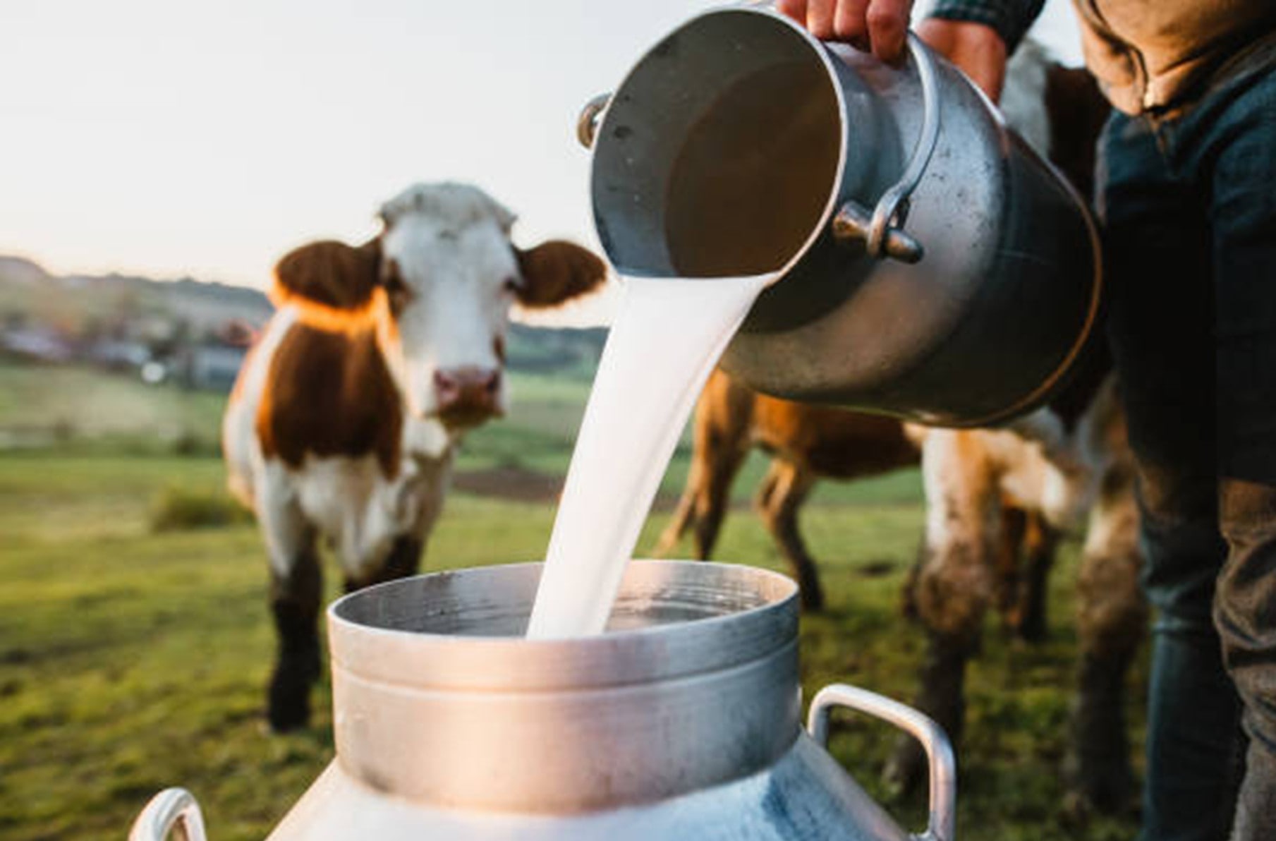 Close-up of creamy Punganur cow milk in a traditional vessel