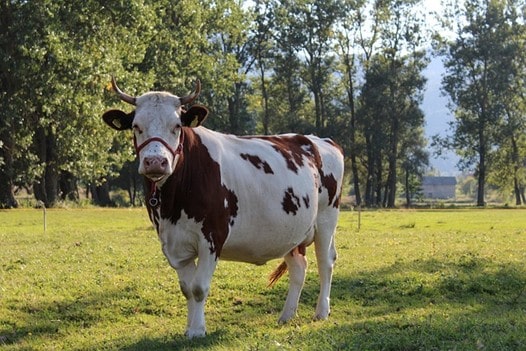Punganur cow standing in a rural field in Andhra Pradesh
