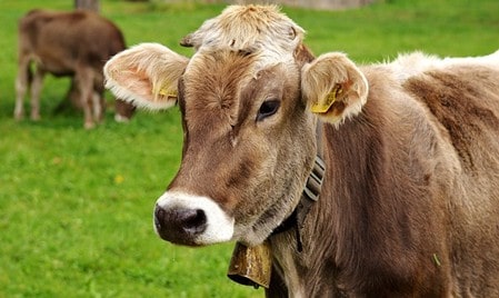 Close-up of Punganur cow in native cattle 