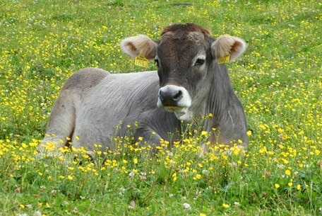 Punganur cow resting in a village