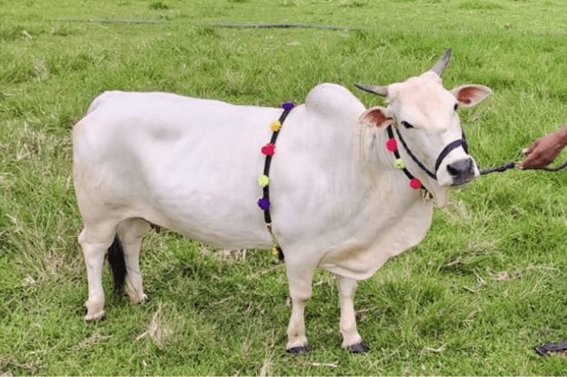 Origin of Punganur cow in Andhra Pradesh