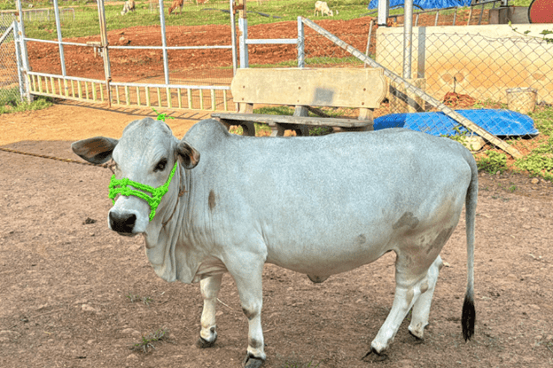 Punganur cows promoting sustainable agriculture
