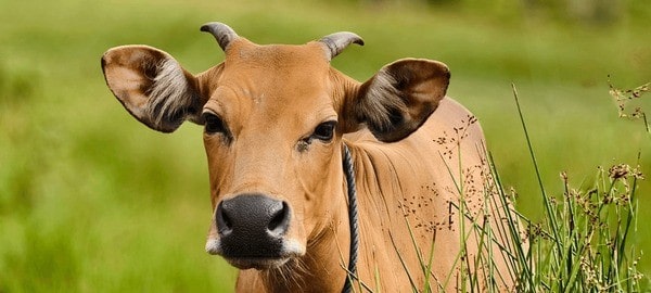 Punganur cow grazing in a dry landscape of Andhra Pradesh