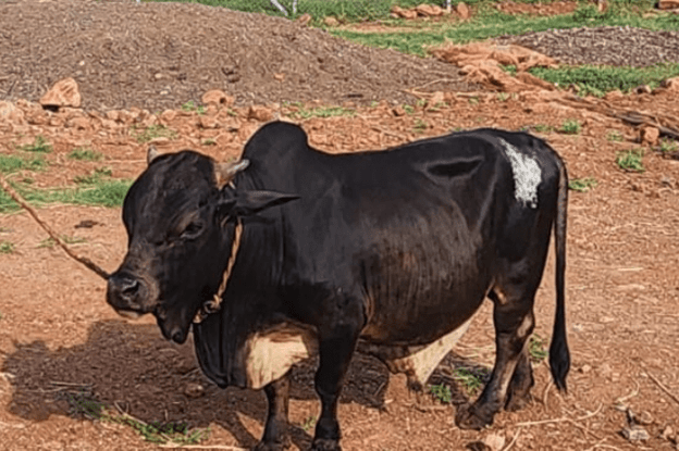 Punganur cattle breed traits and characteristics