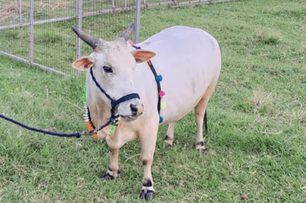 Punganur cow standing on farmland – India’s smallest indigenous cattle breed known for A2 milk and drought resistance.