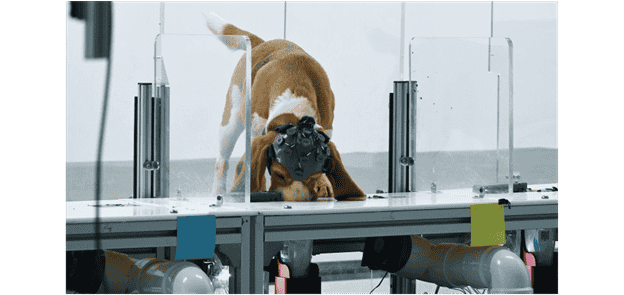 Dog being trained to detect cancer