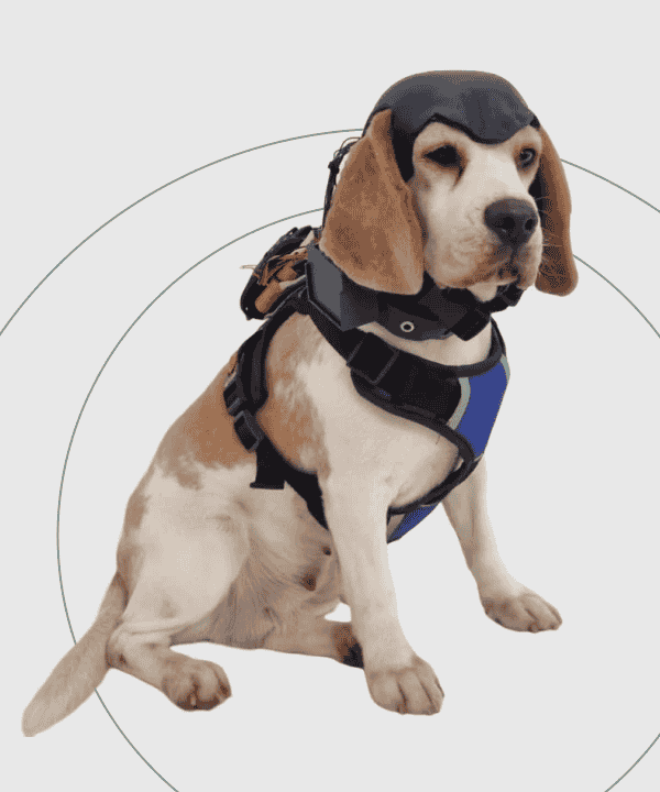 Fully outfitted: A dog in the Canine Suit and helmet, ready for data collection and analysis