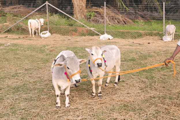Uses of Punganur cow for milk and farming