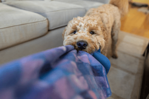 A hyper dog pulling the blanket
