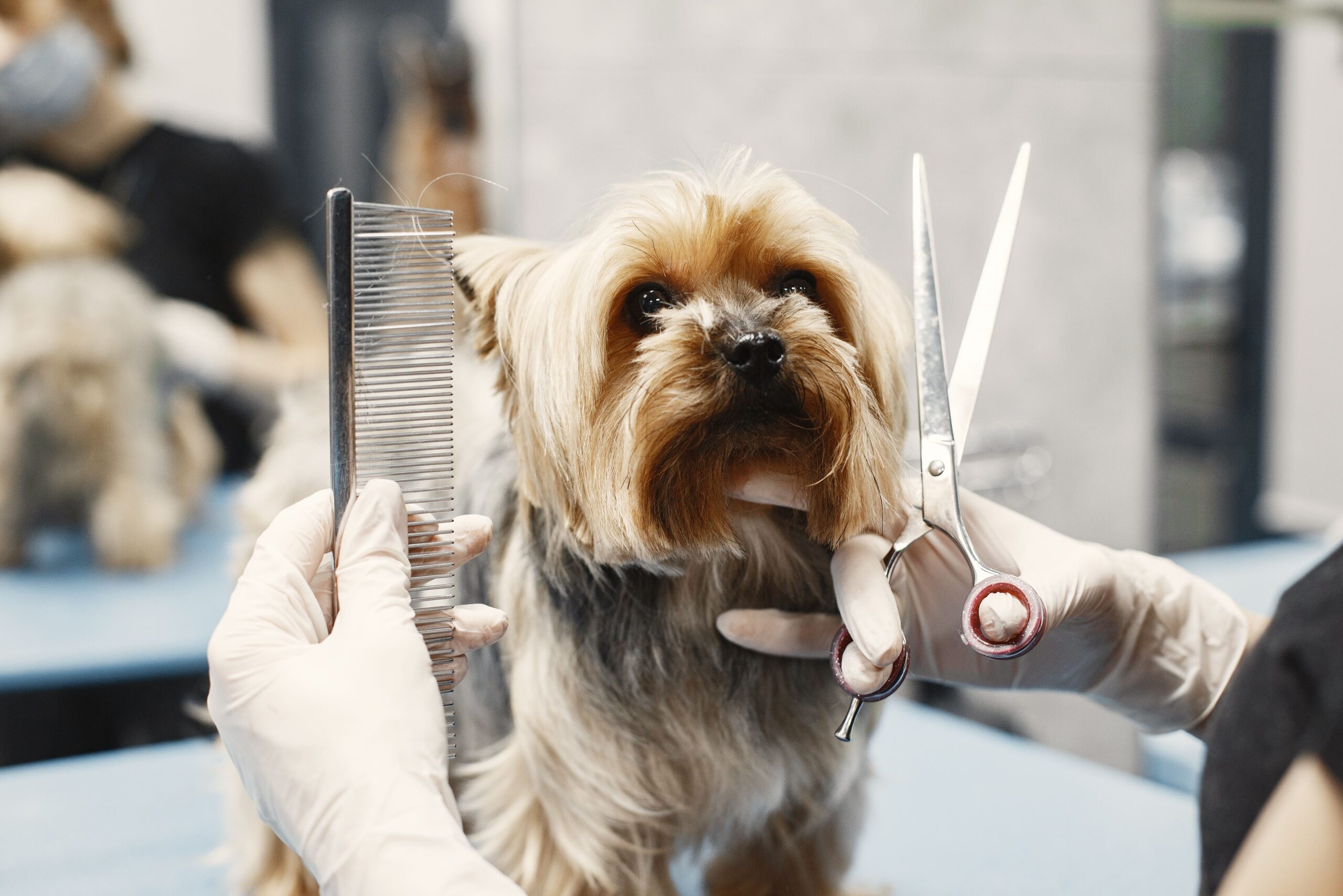 Tech Grooming