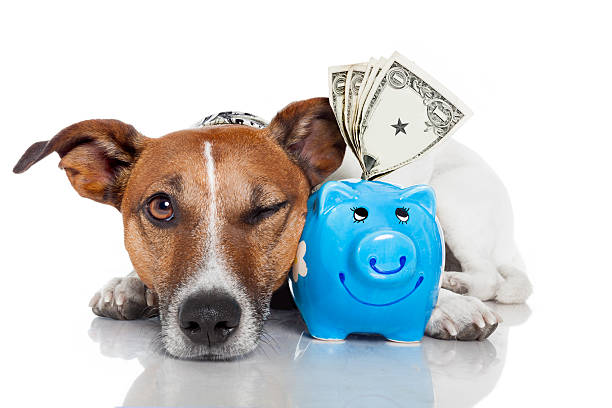 Rising veterinary costs and the need for pet insurances

