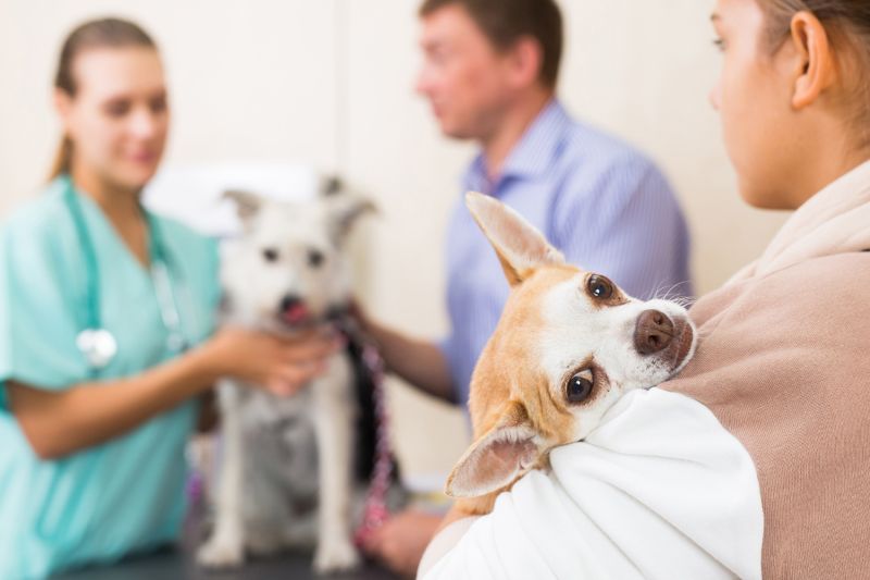 Pet Insurances with veterinary care