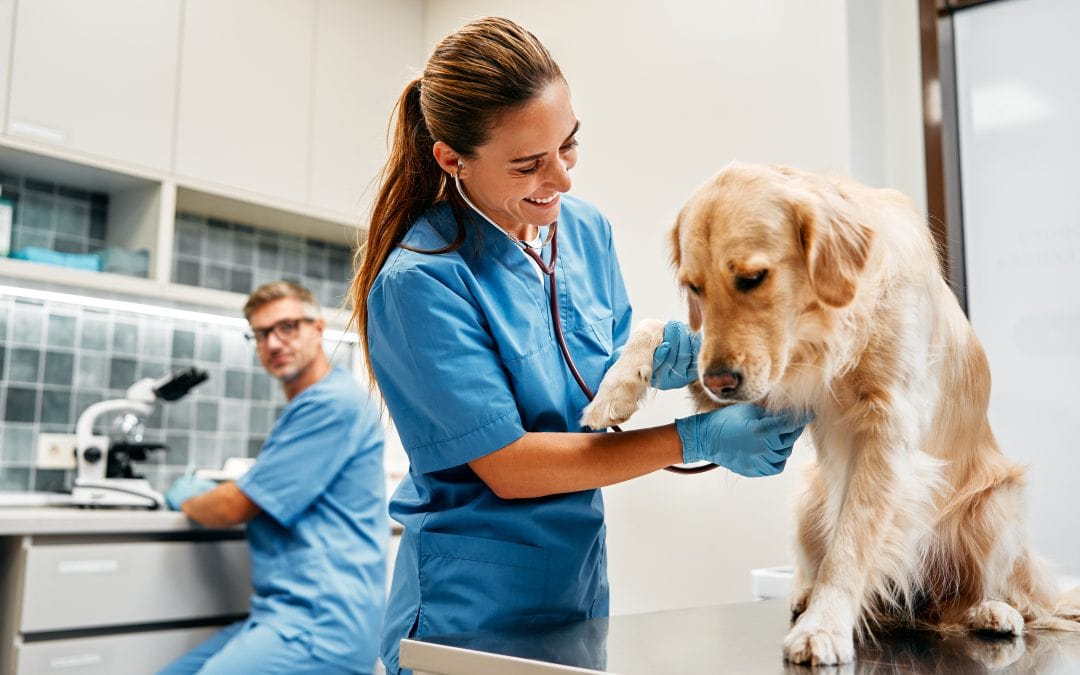 Pet insurance with veterinary care for sudden illnesses

