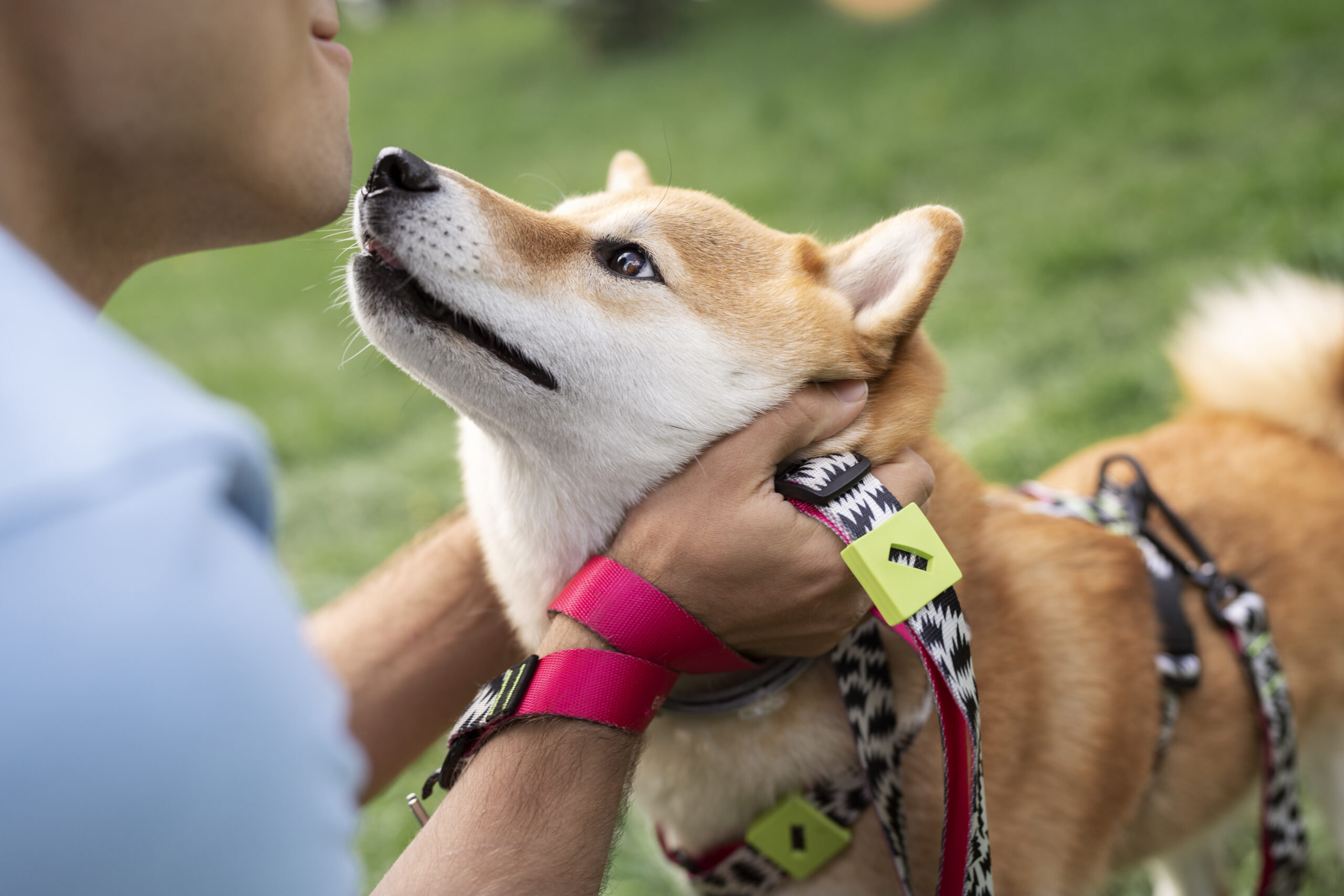 Dog Training