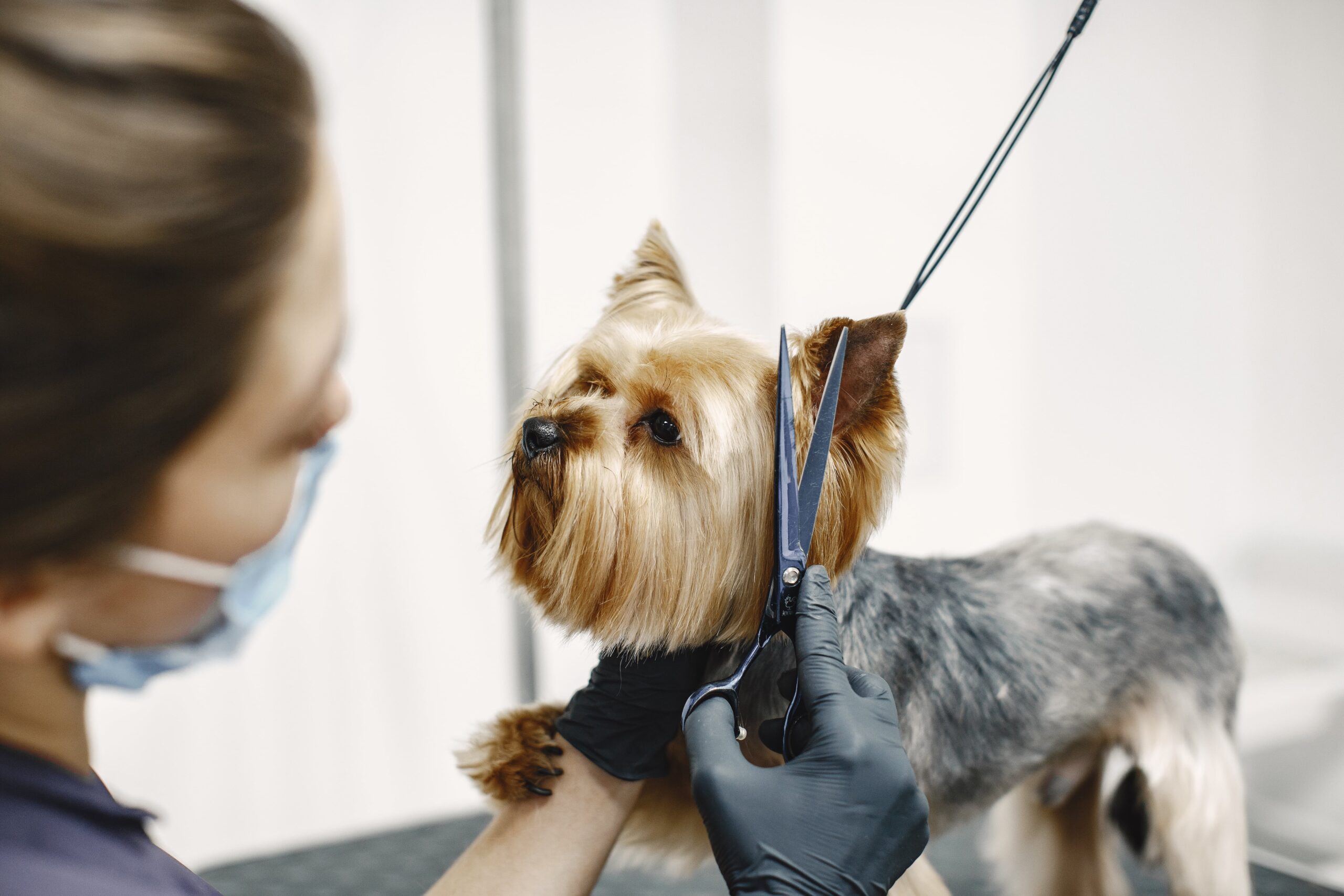 Modern Dog Grooming