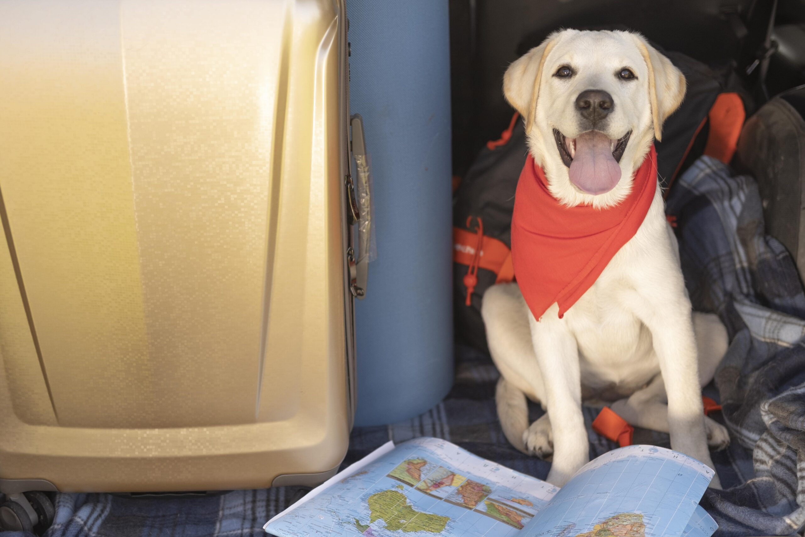 Dog-Friendly Travel