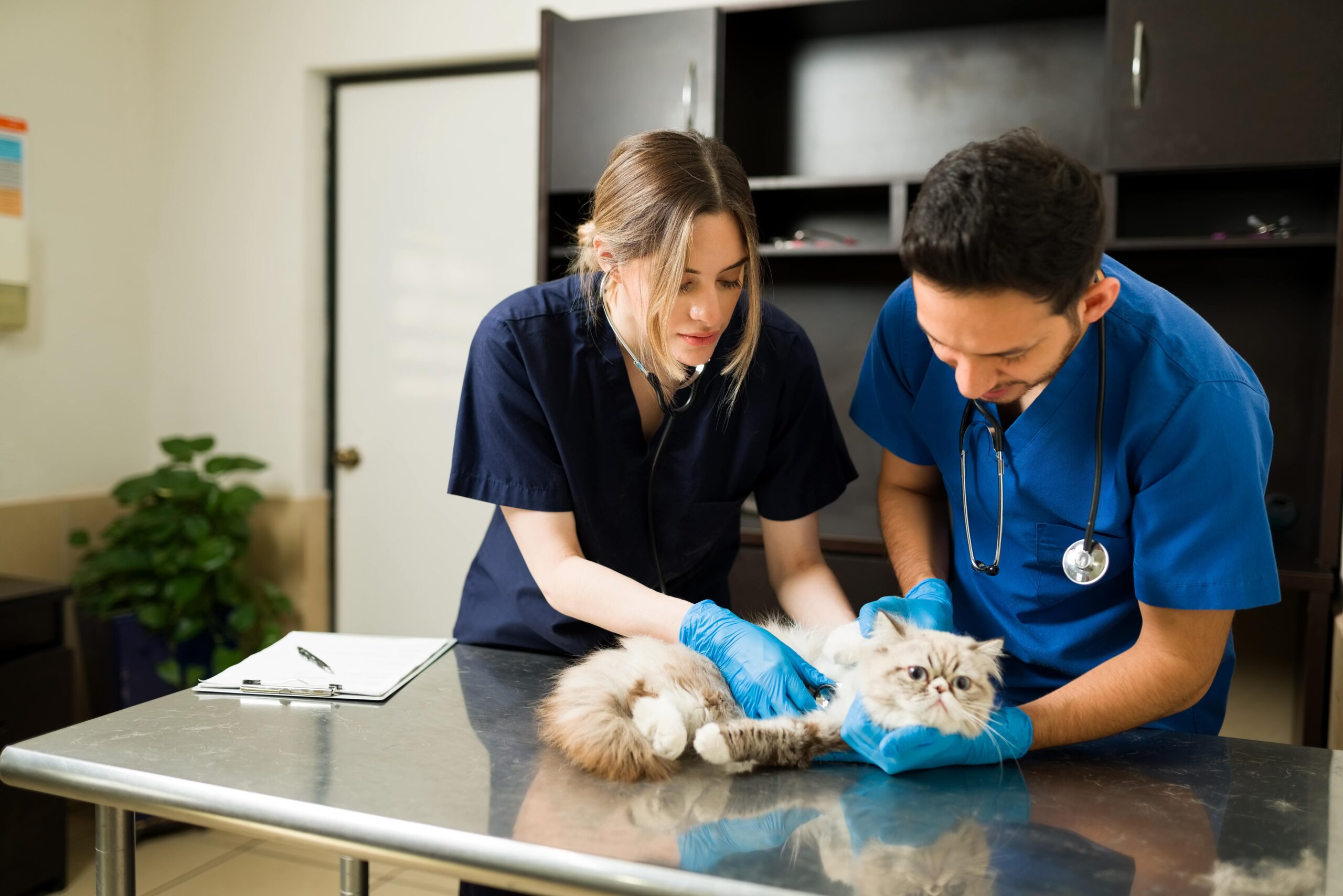 Vets and Clinics