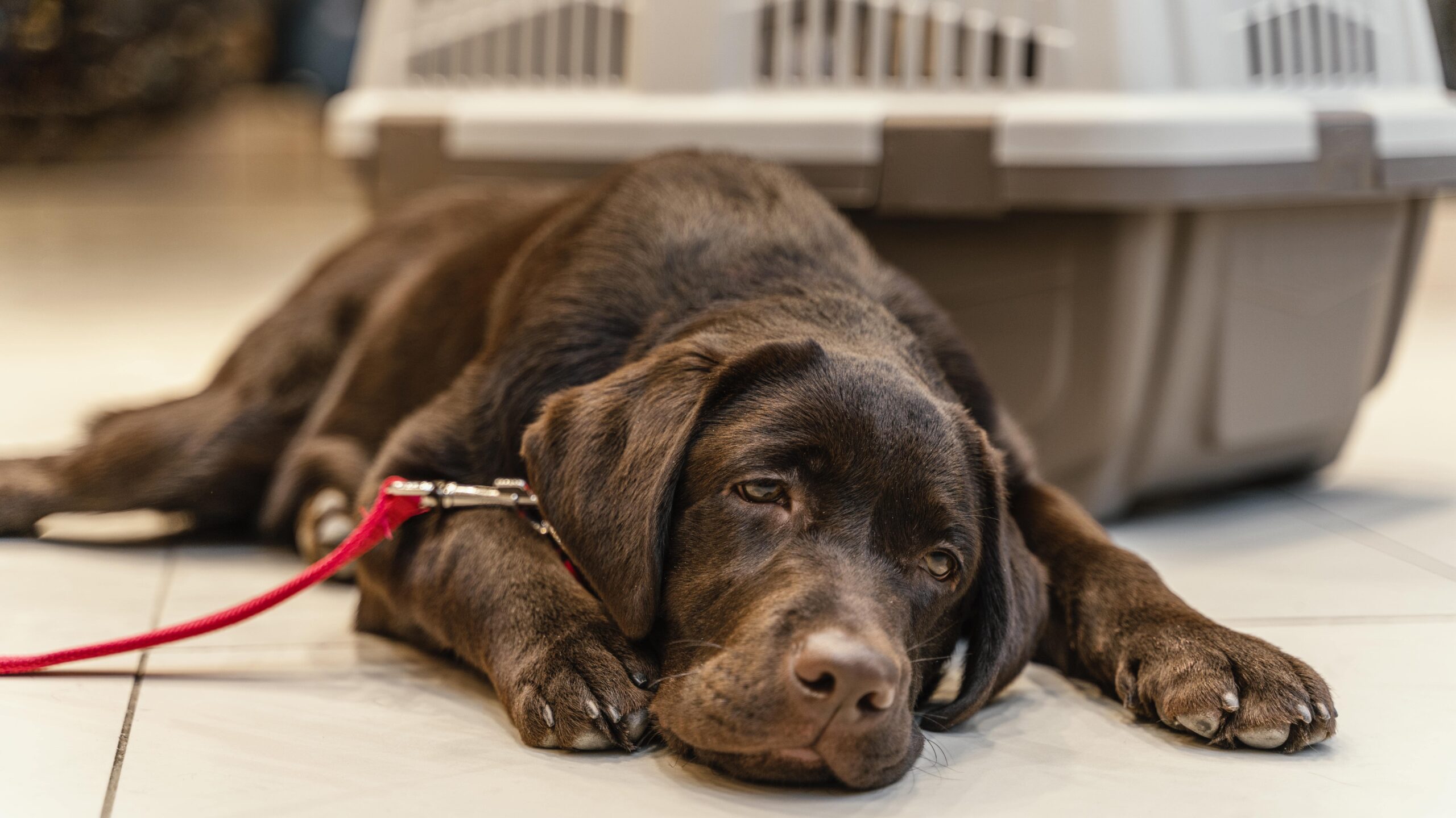  dog sick at travelling