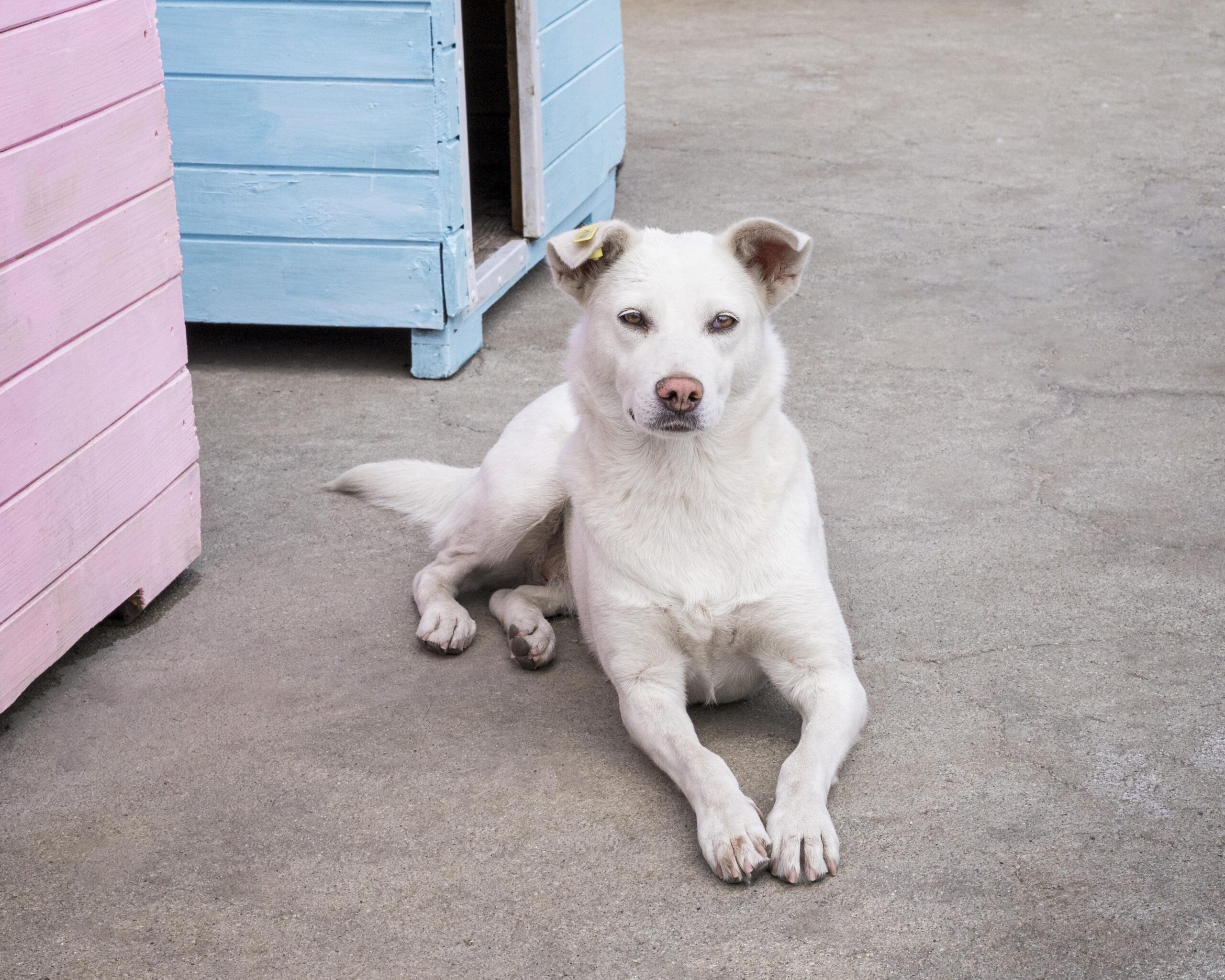AI-Driven Stray Animal