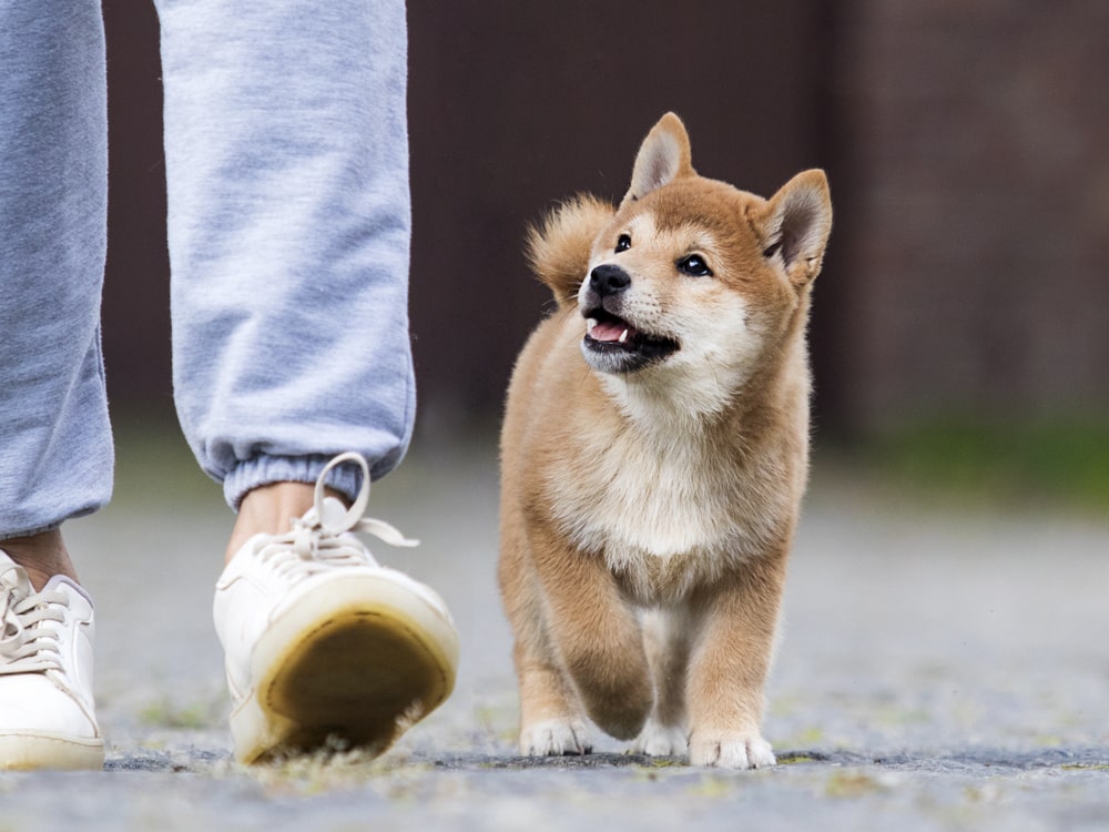 Solo Dog Walks 