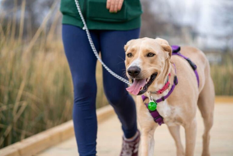 Dog Walking in 2025