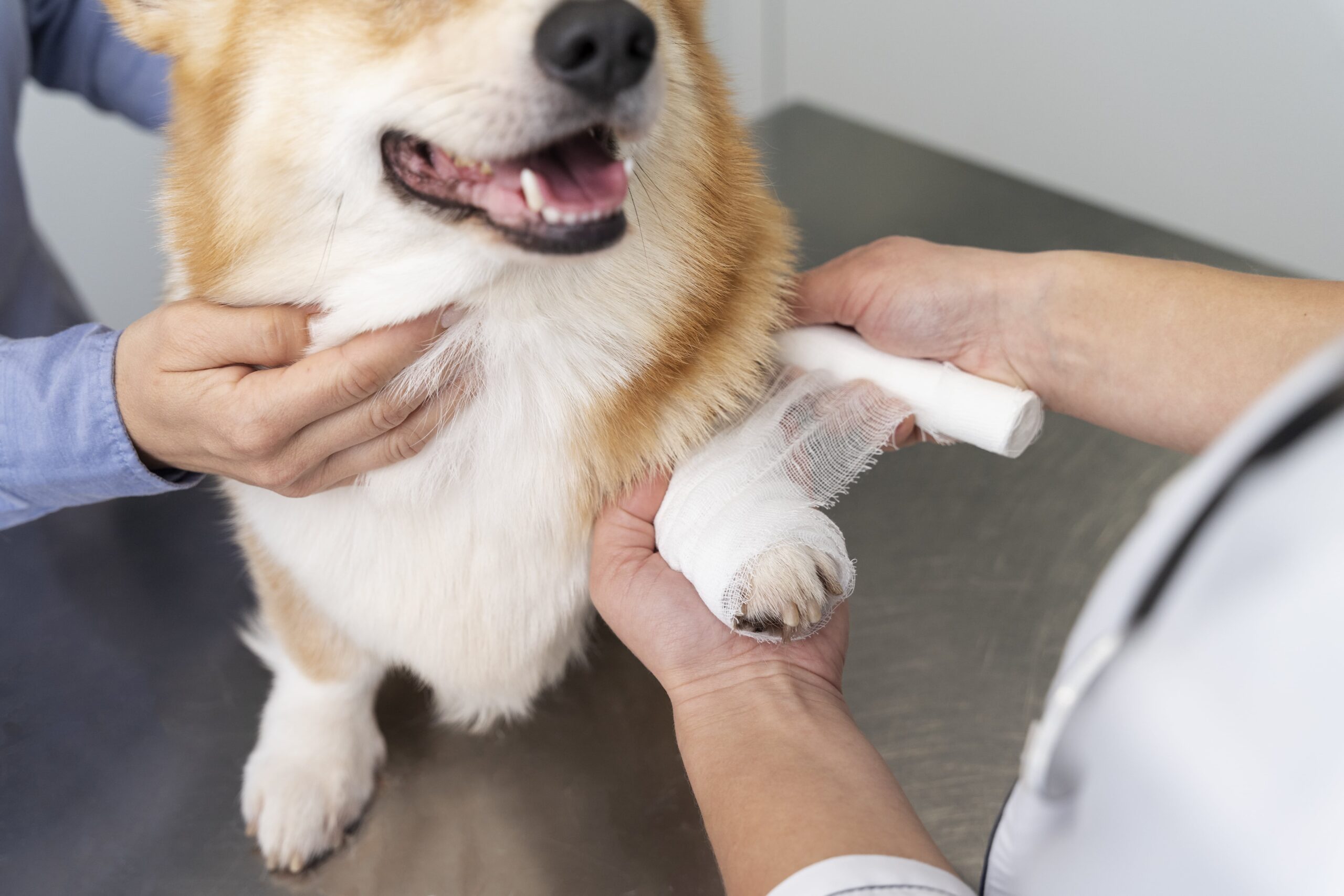 canine arthritis