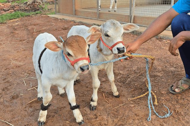 Nano Cow as Pet and Dairy
