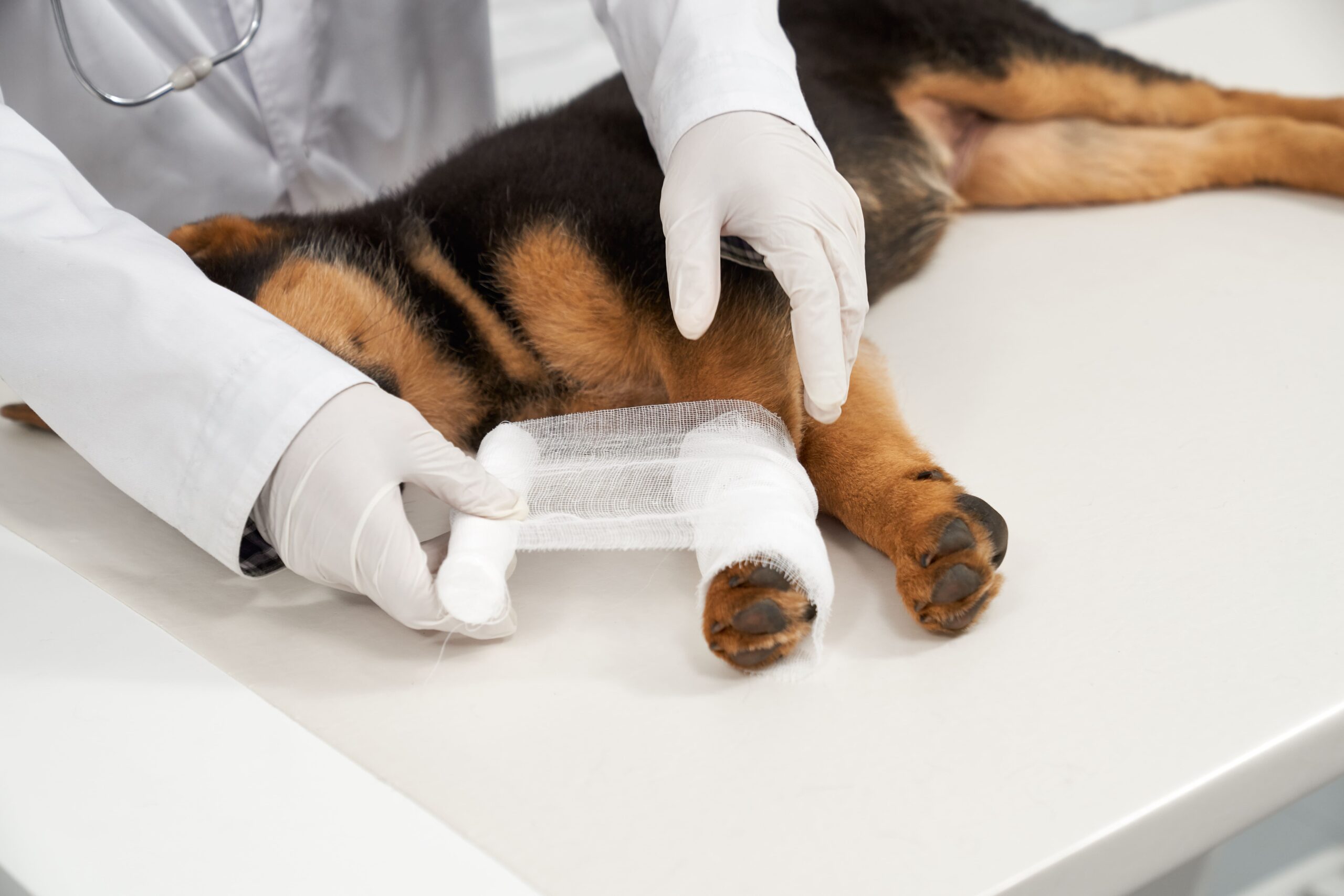 Post-Surgical for dog