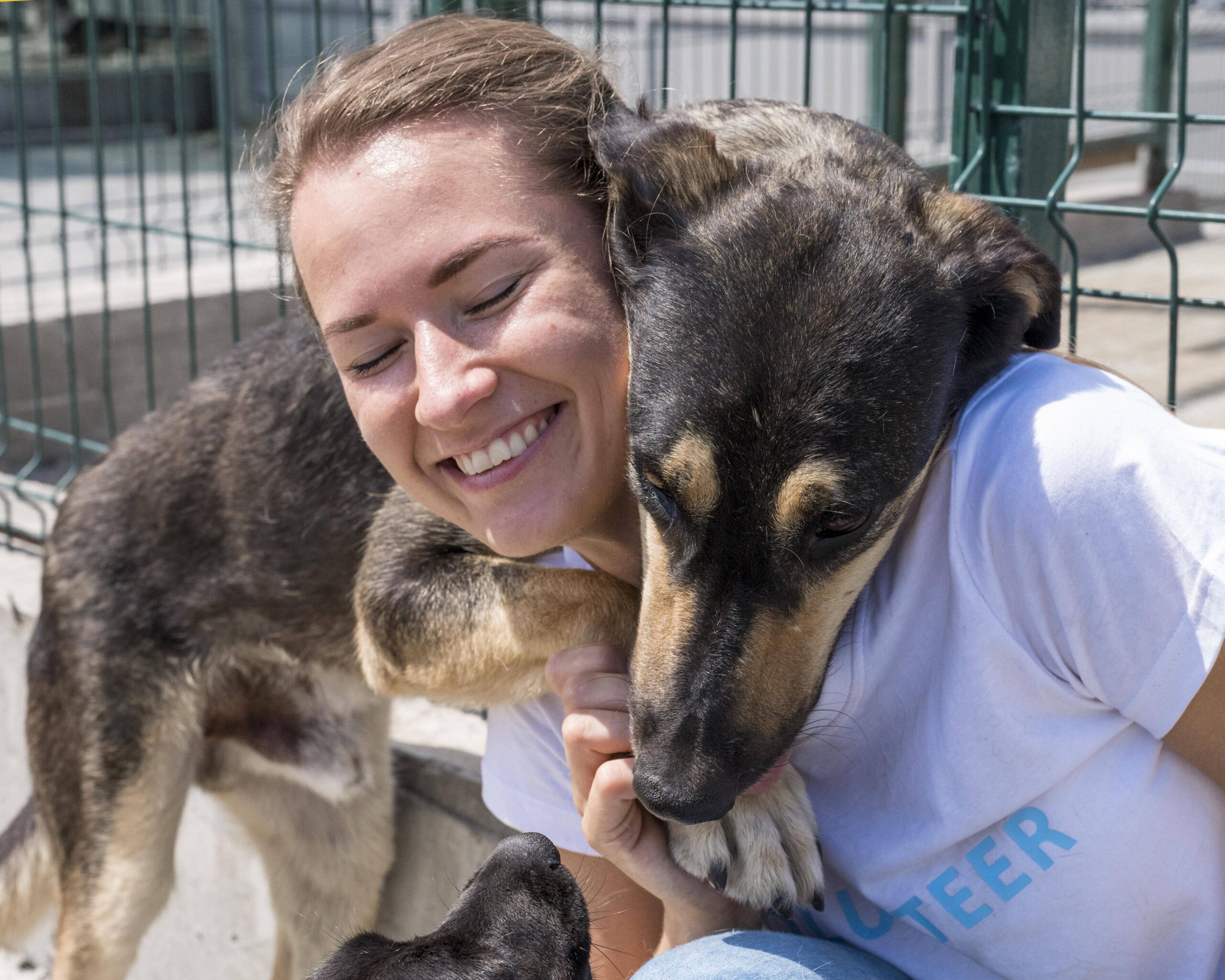 dog shelter