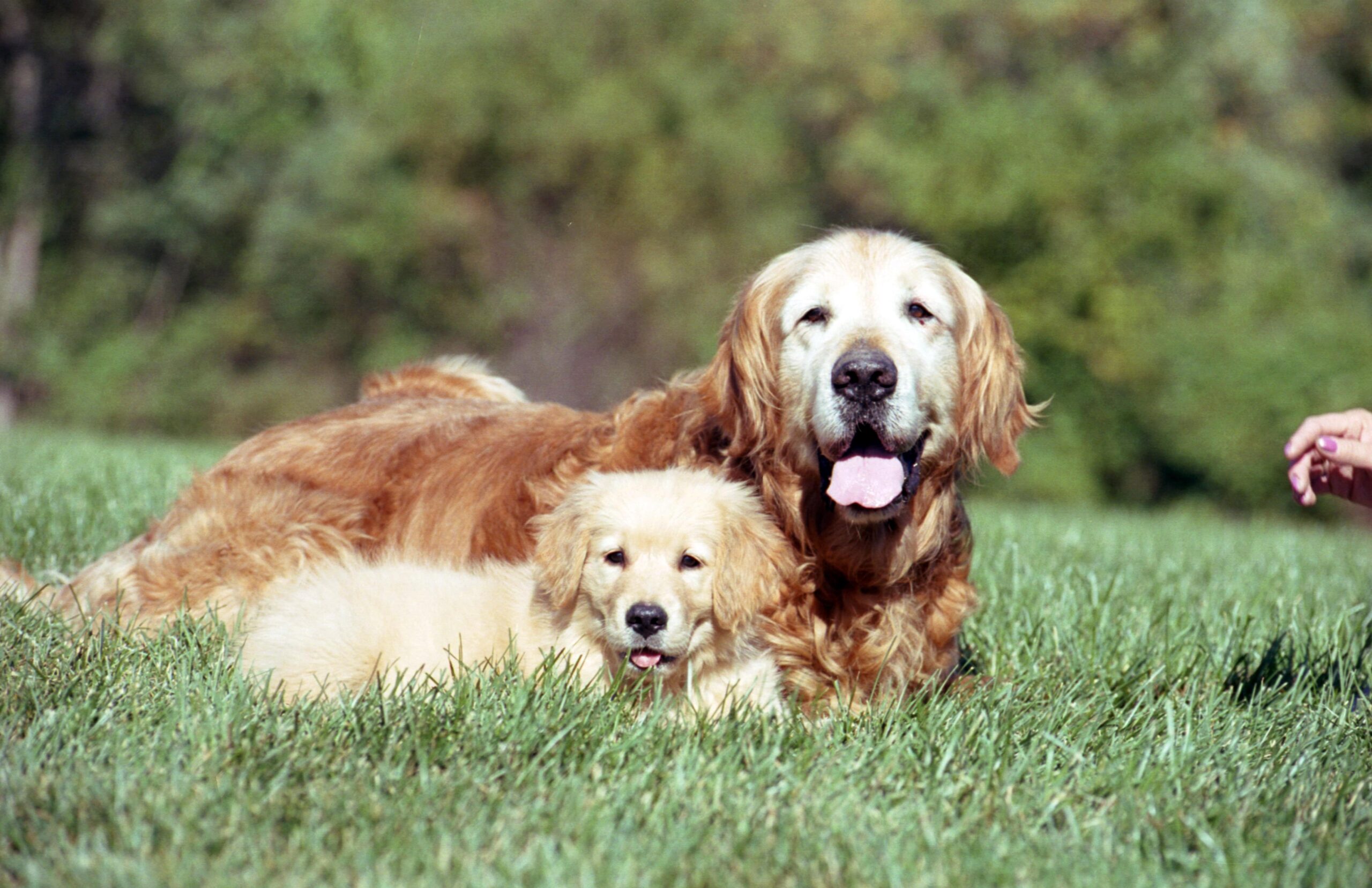 Golden Retriever