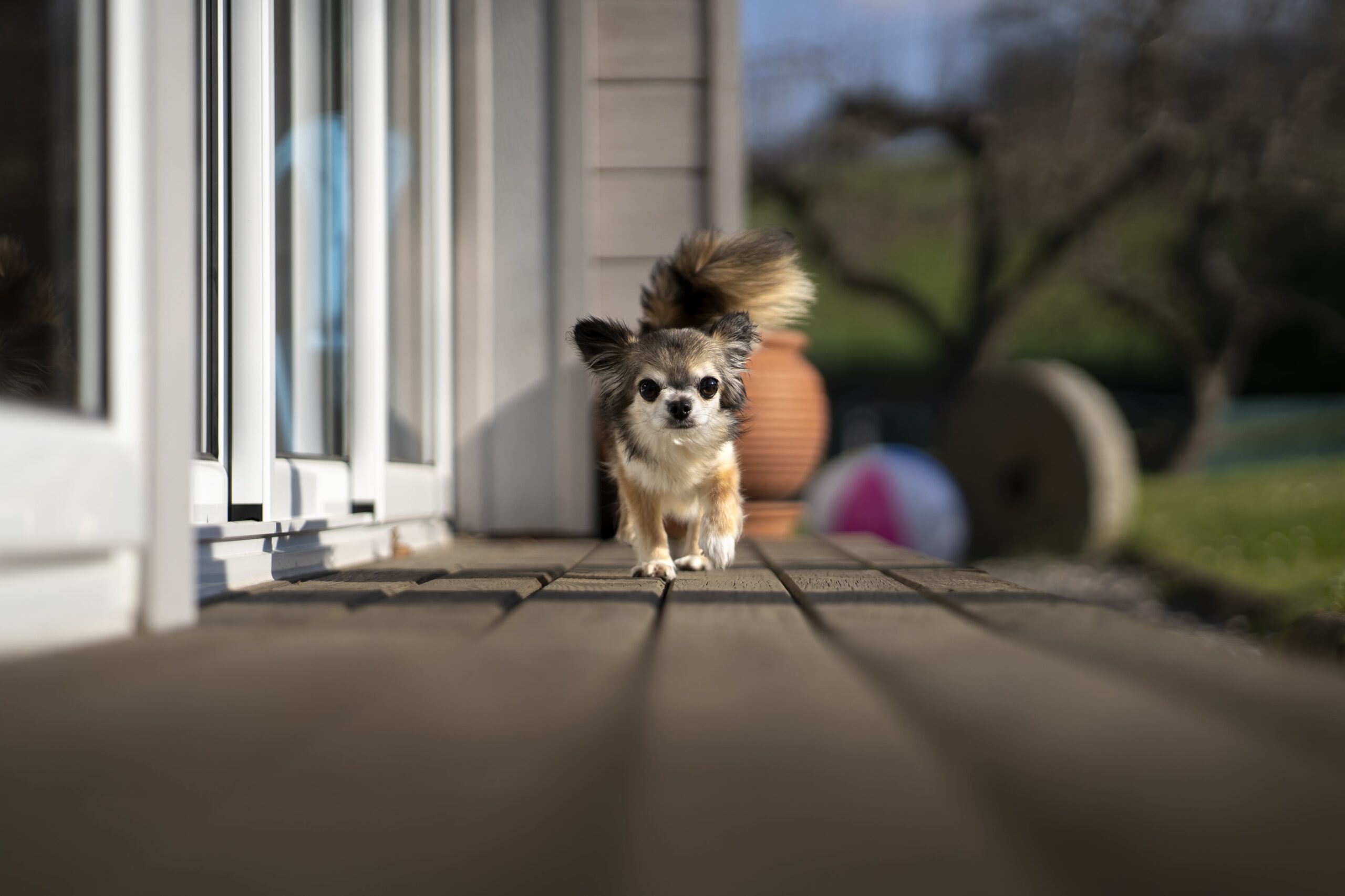 Dog Playing Time