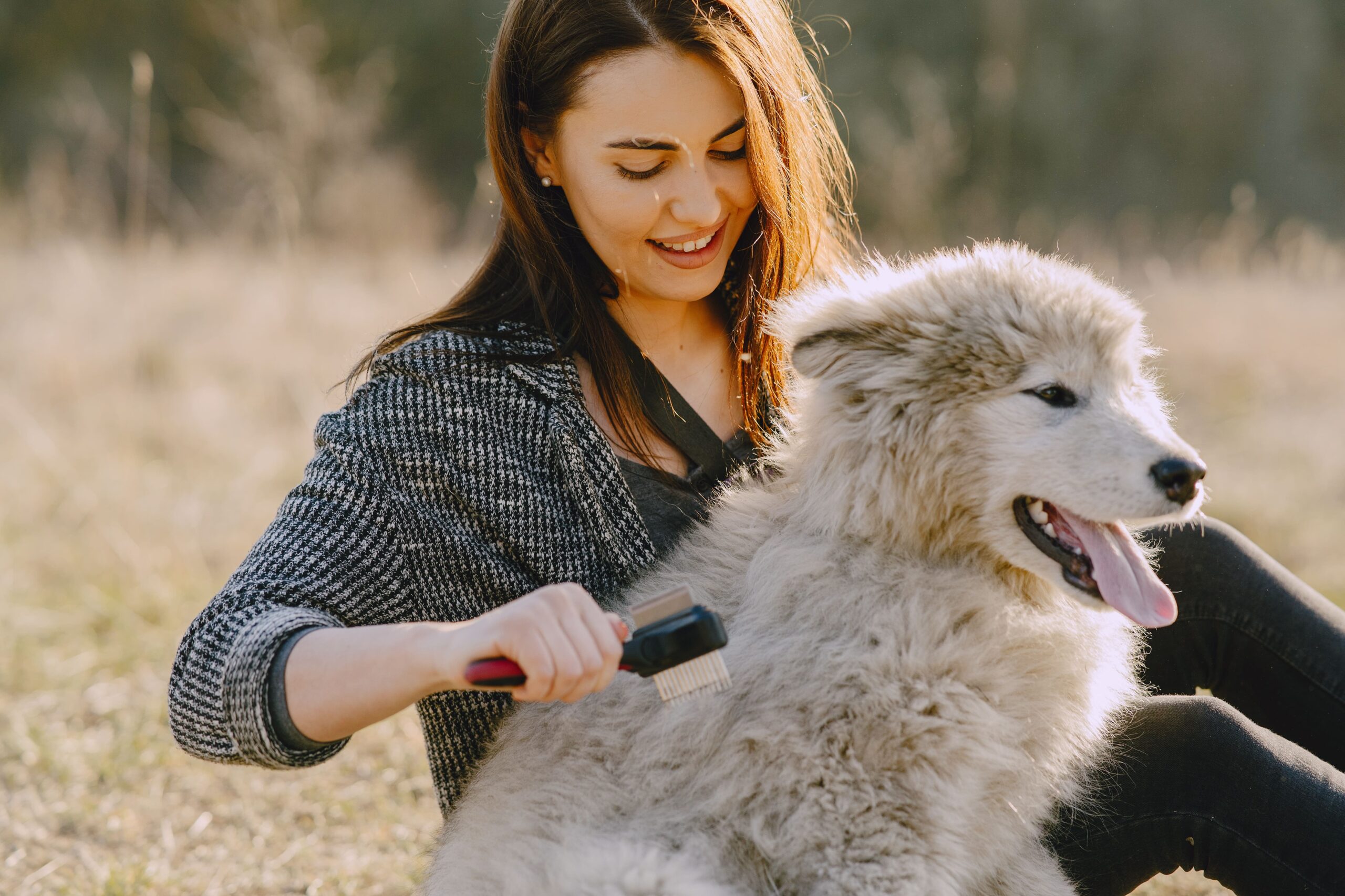 Golden Retriever grooming