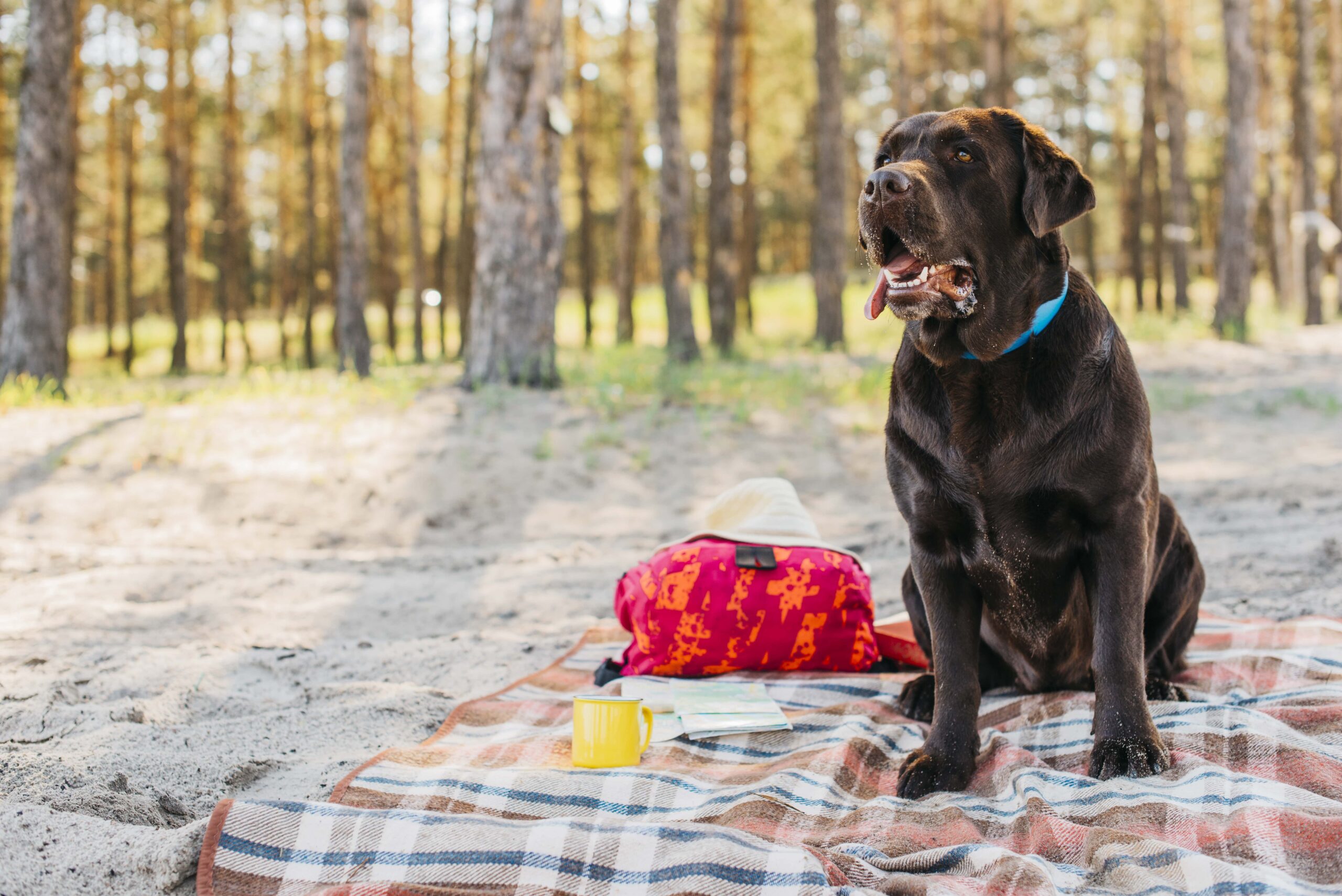dog having soft toys while road trips