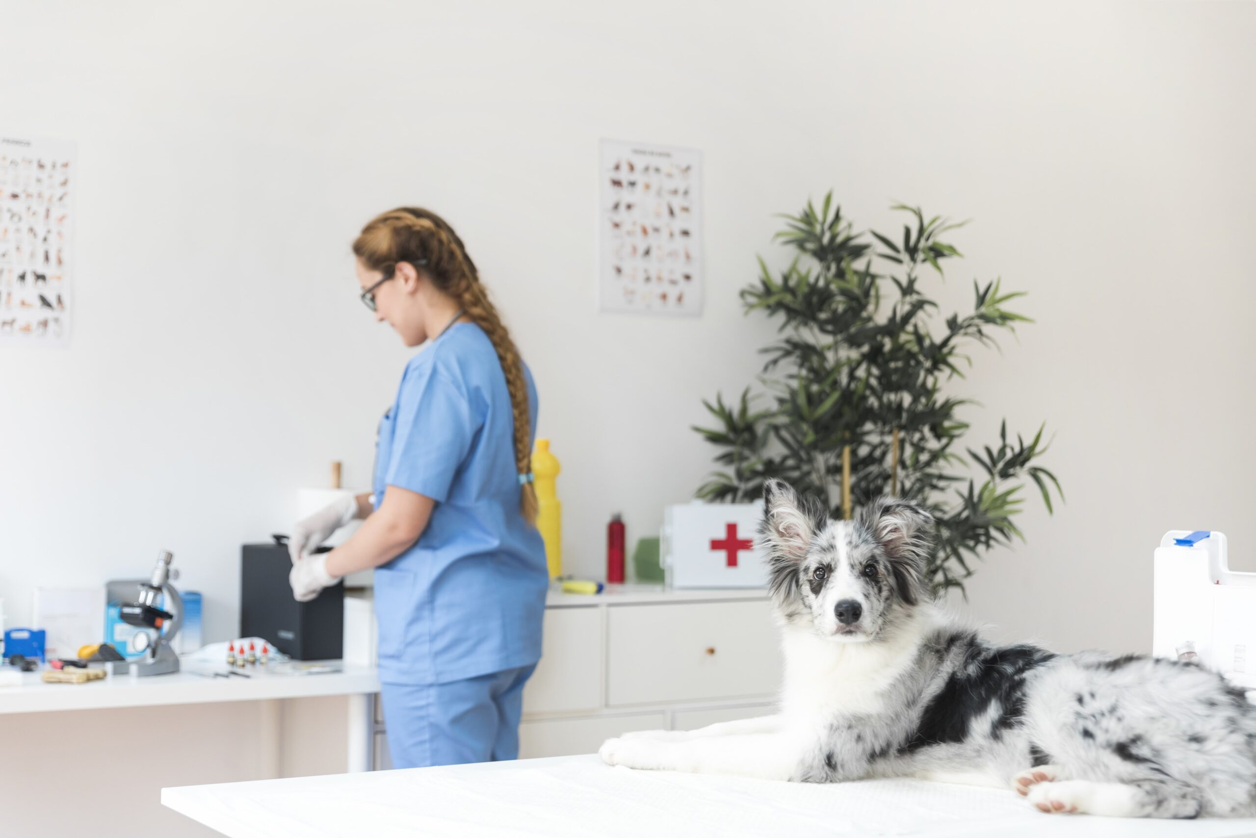 Benefits of Emergency Veterinary Care