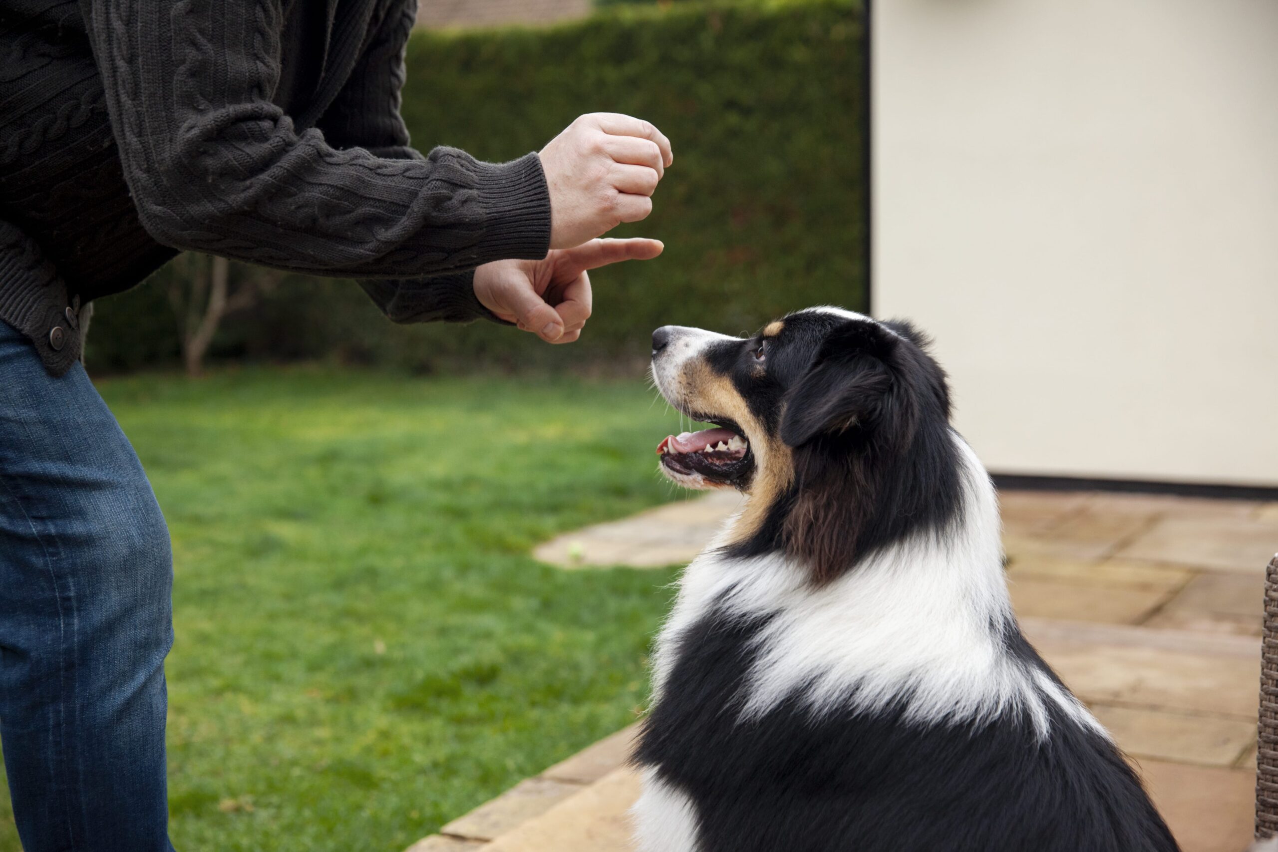 Training Techniques for Deaf Dogs