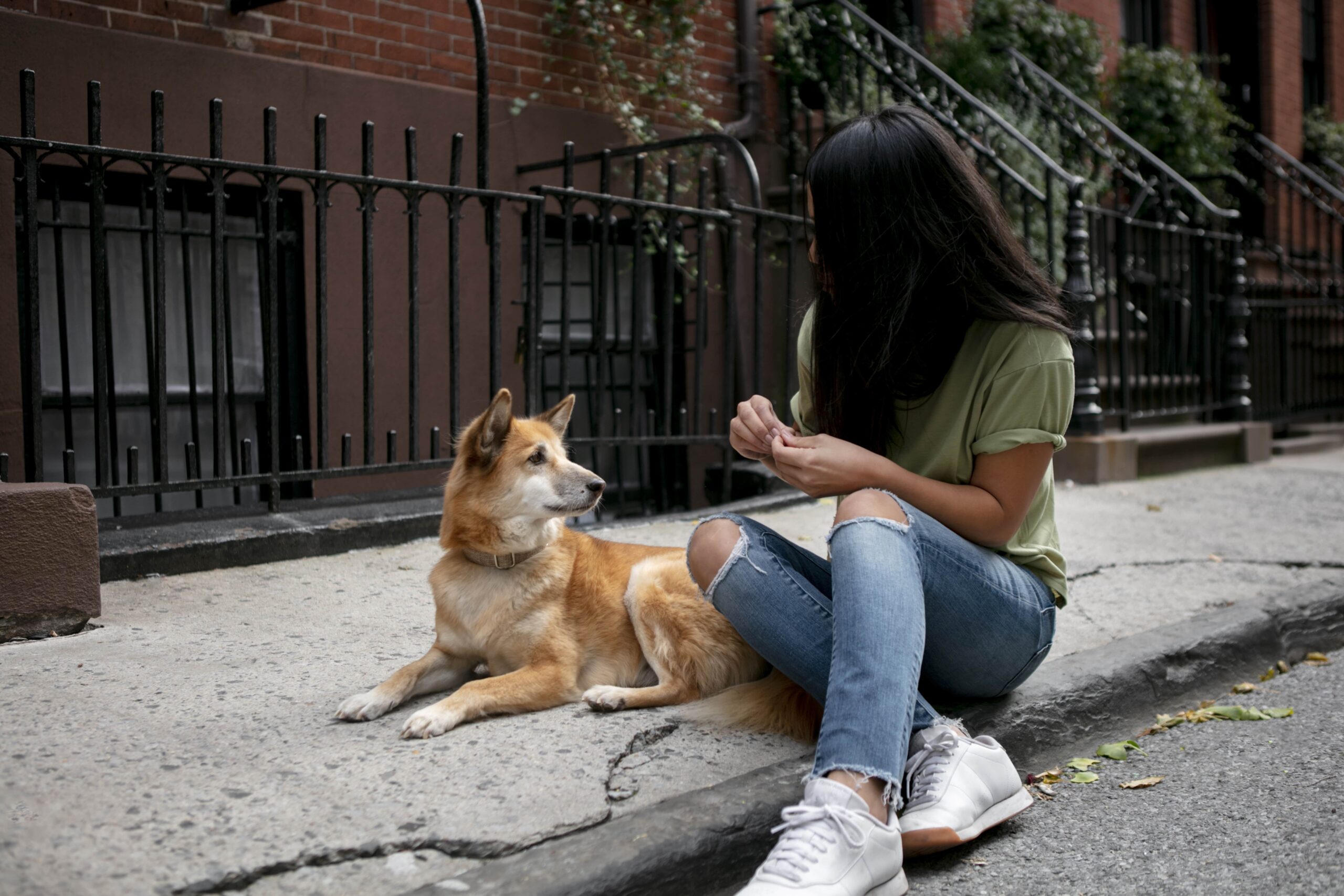 Stray Dogs Regulation