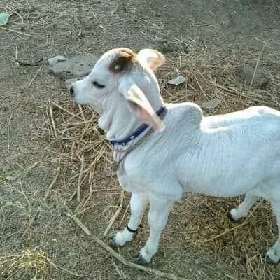 Punganur Cow Farming 