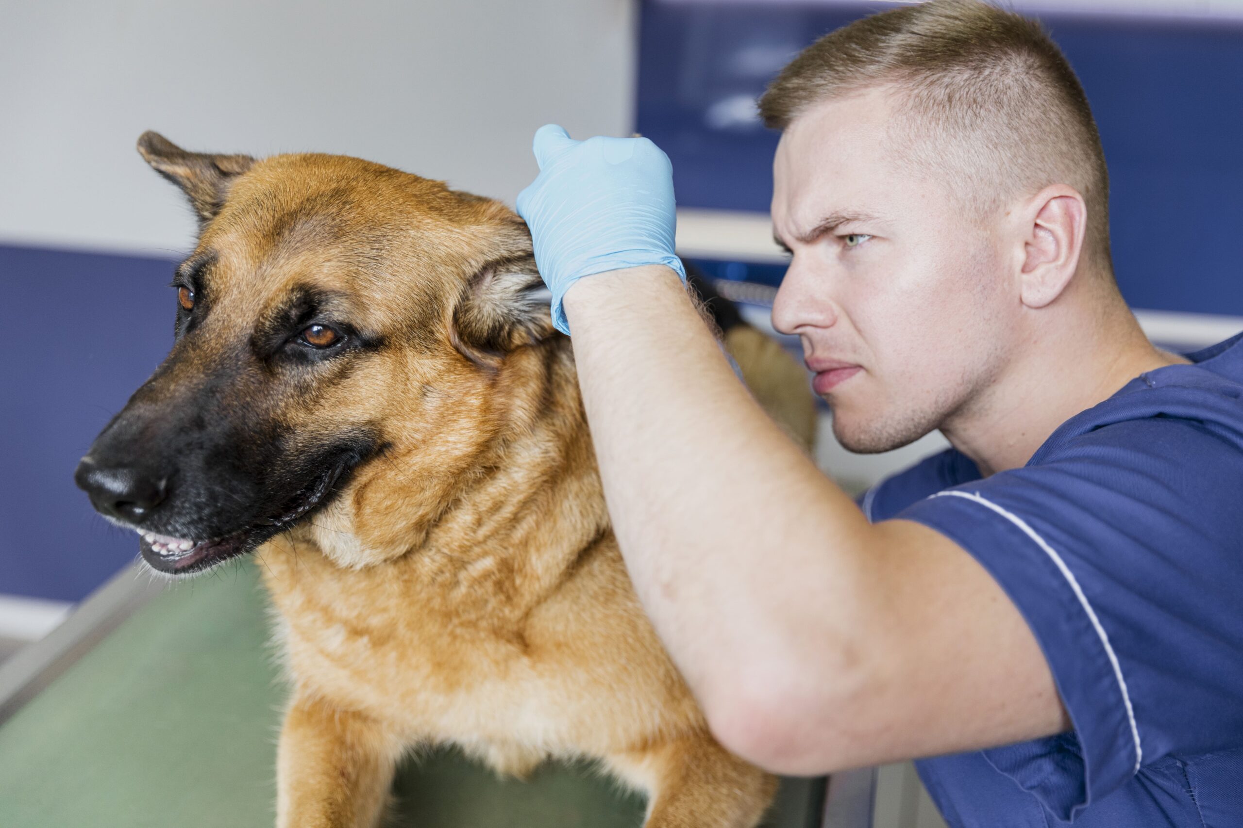 Ear infections in dogs