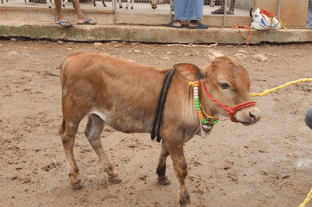 Punganur Cows