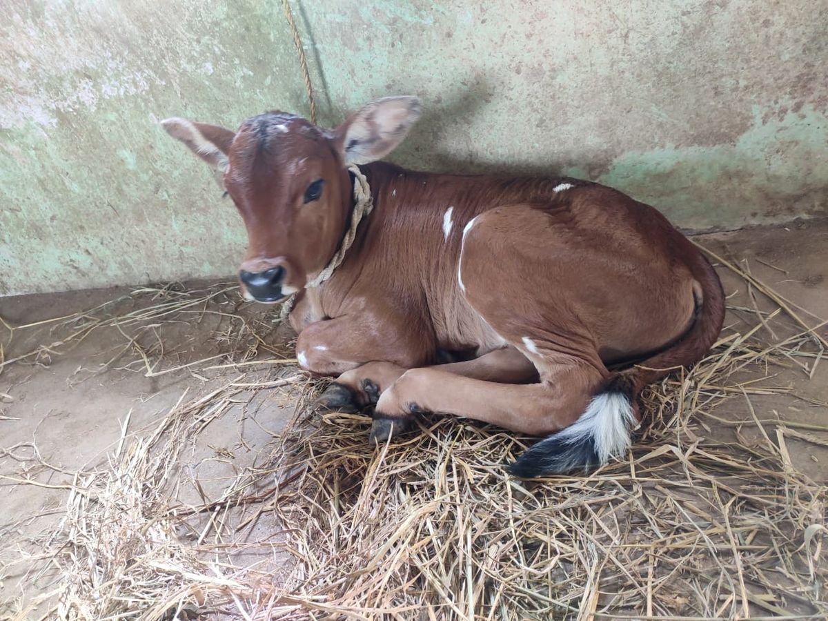 punganur cow Infections