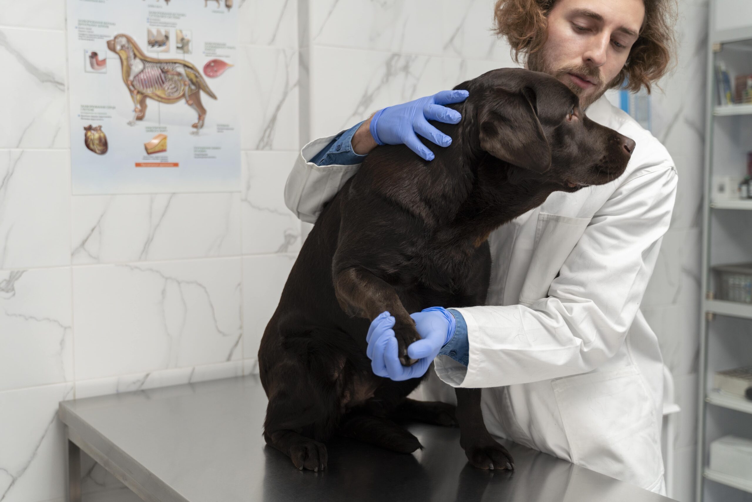 Cancer treatment in dogs