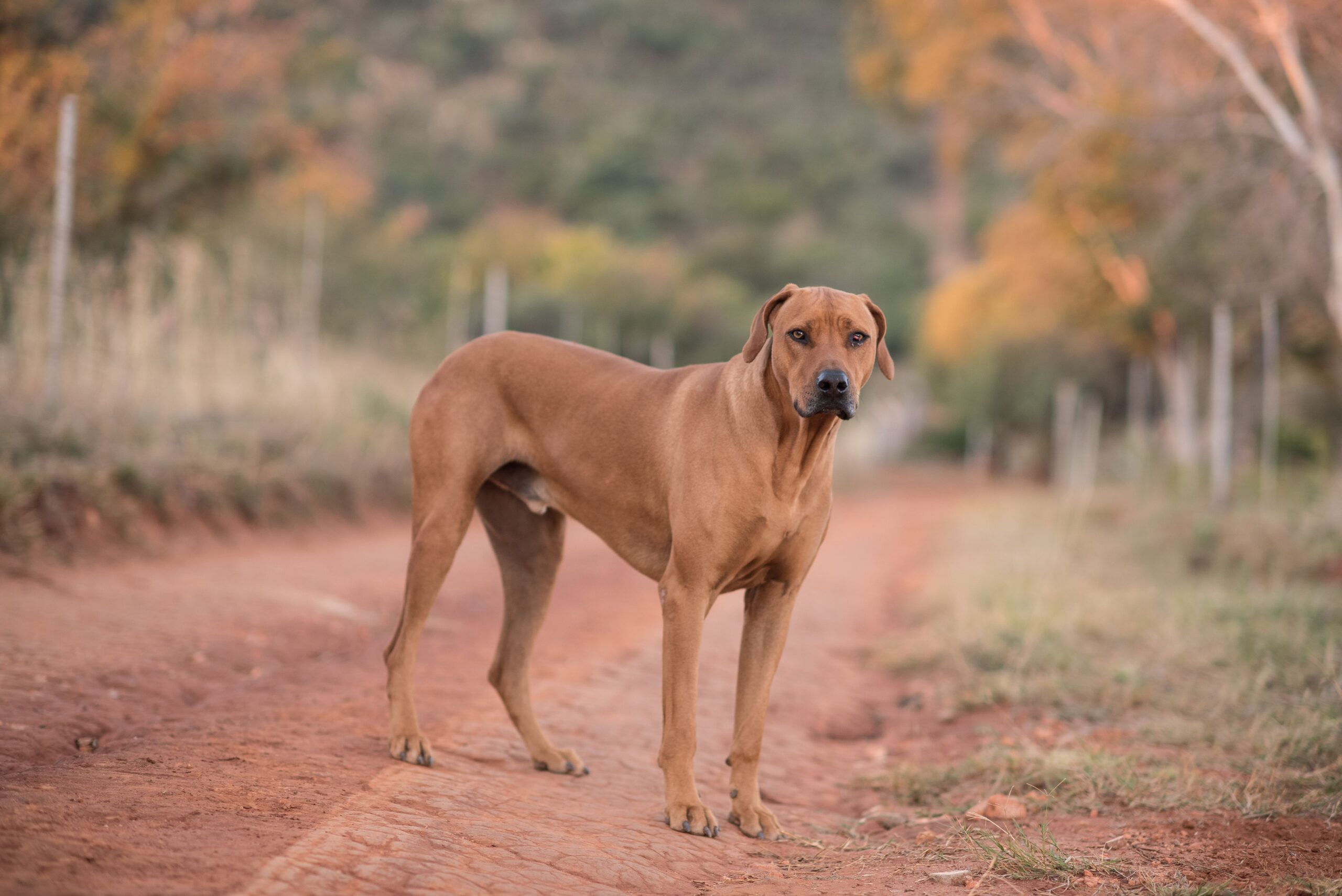 Mudhol Hound