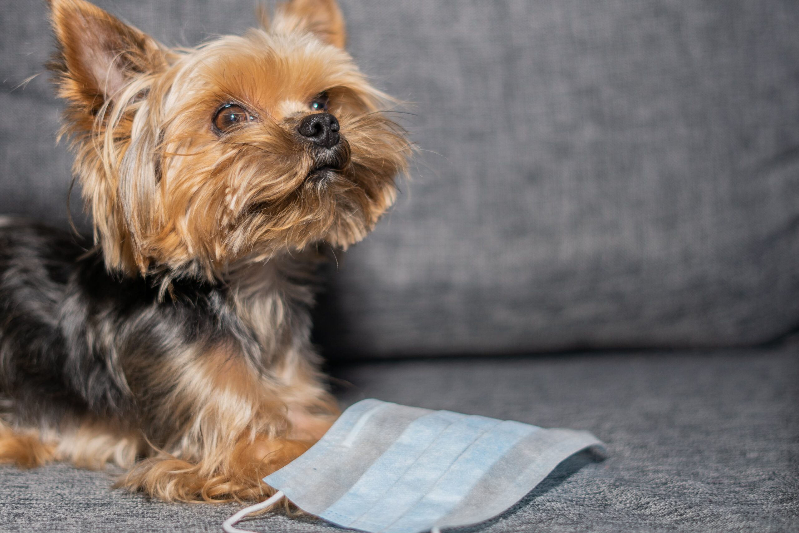 Kennel cough in dogs