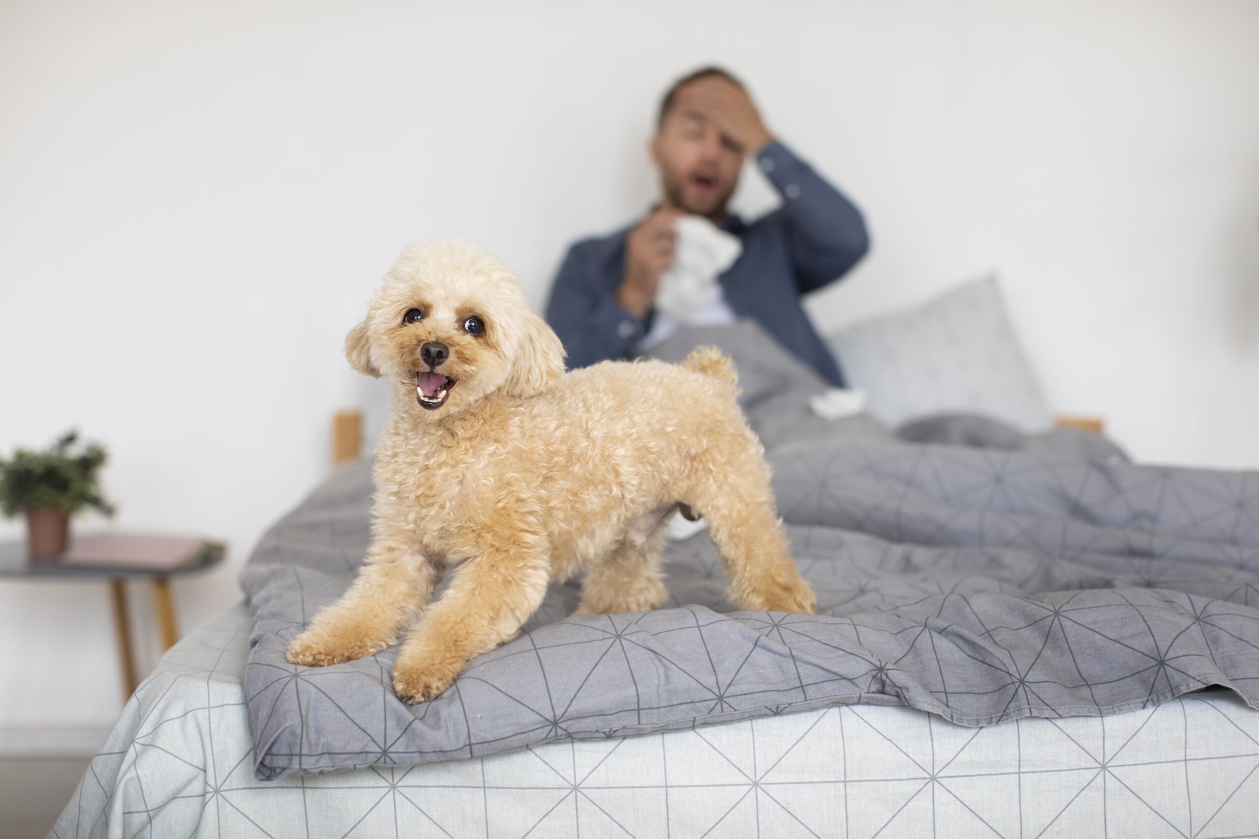 superhero pet insurance