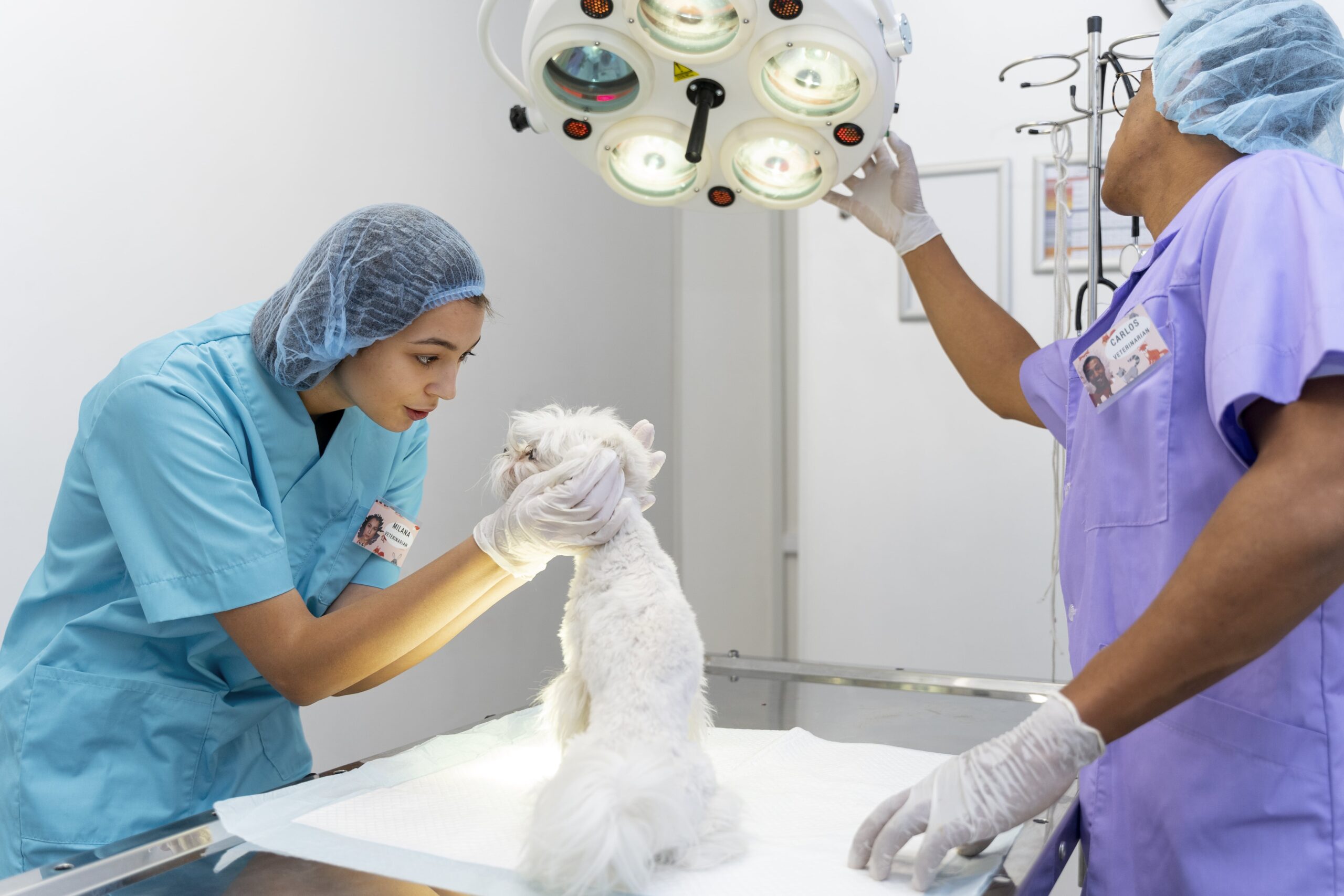 modern veterinary clinics